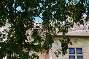 carrick hill 2014 (63)